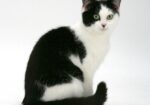 Encontrada – Gato – Quetzaltenango