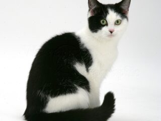 26260-Black-and-white-cat-white-background