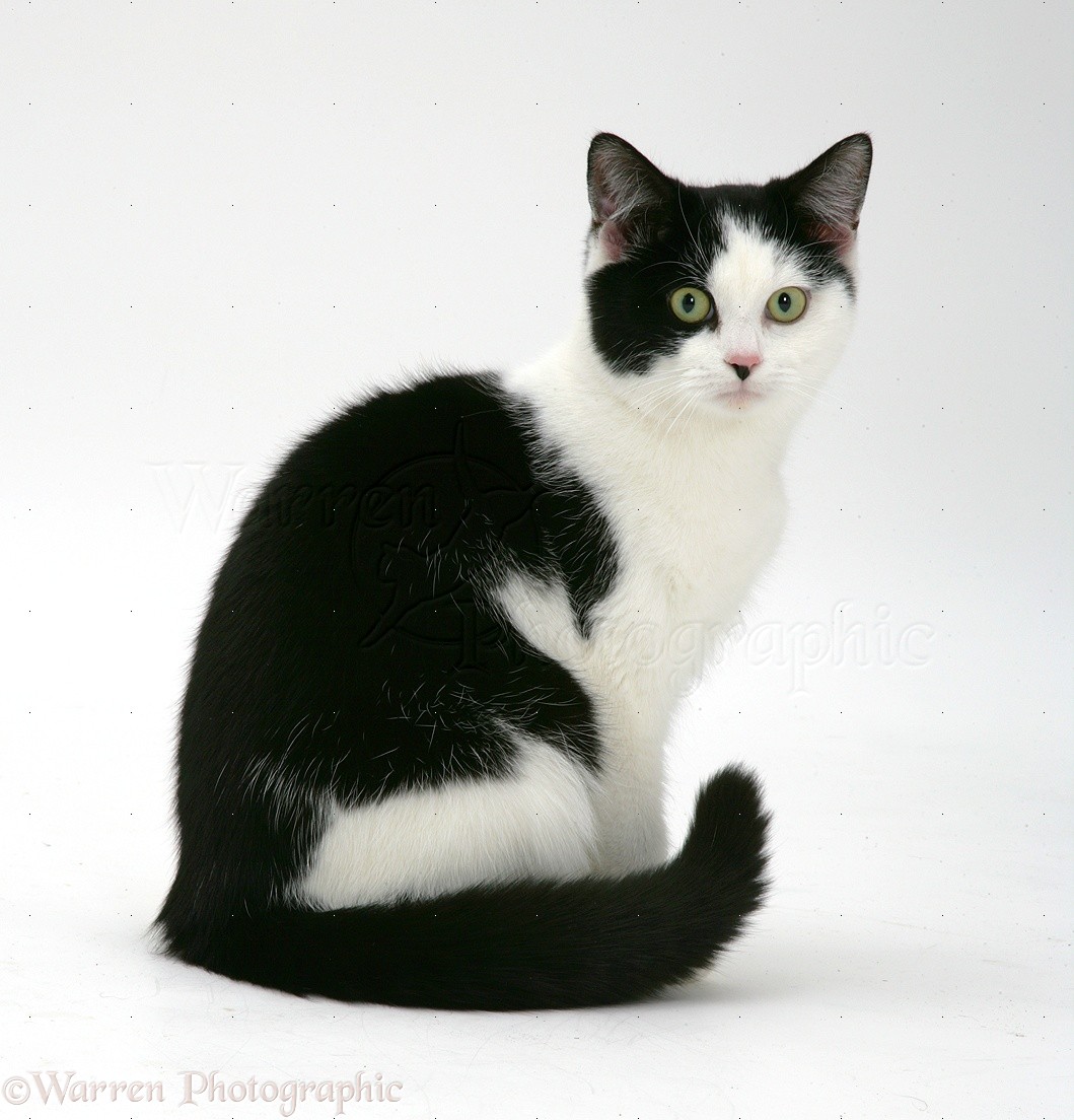 Encontrada – Gato – Quetzaltenango