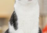Encontrada – Gato – Quetzaltenango