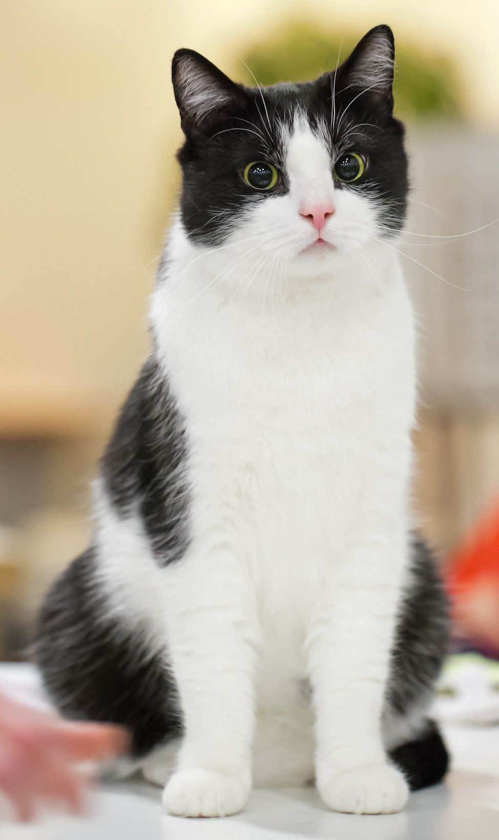 Encontrada – Gato – Quetzaltenango