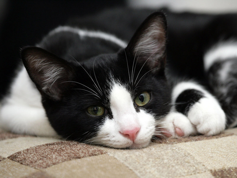 Encontrada – Gato – Quetzaltenango