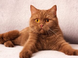 Cat-cinnamon