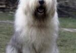 Encontrada – Perro – Chimaltenango