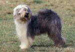 Encontrada – Perro – Chimaltenango