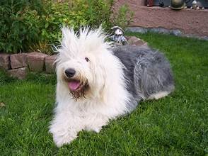 Encontrada – Perro – Chimaltenango